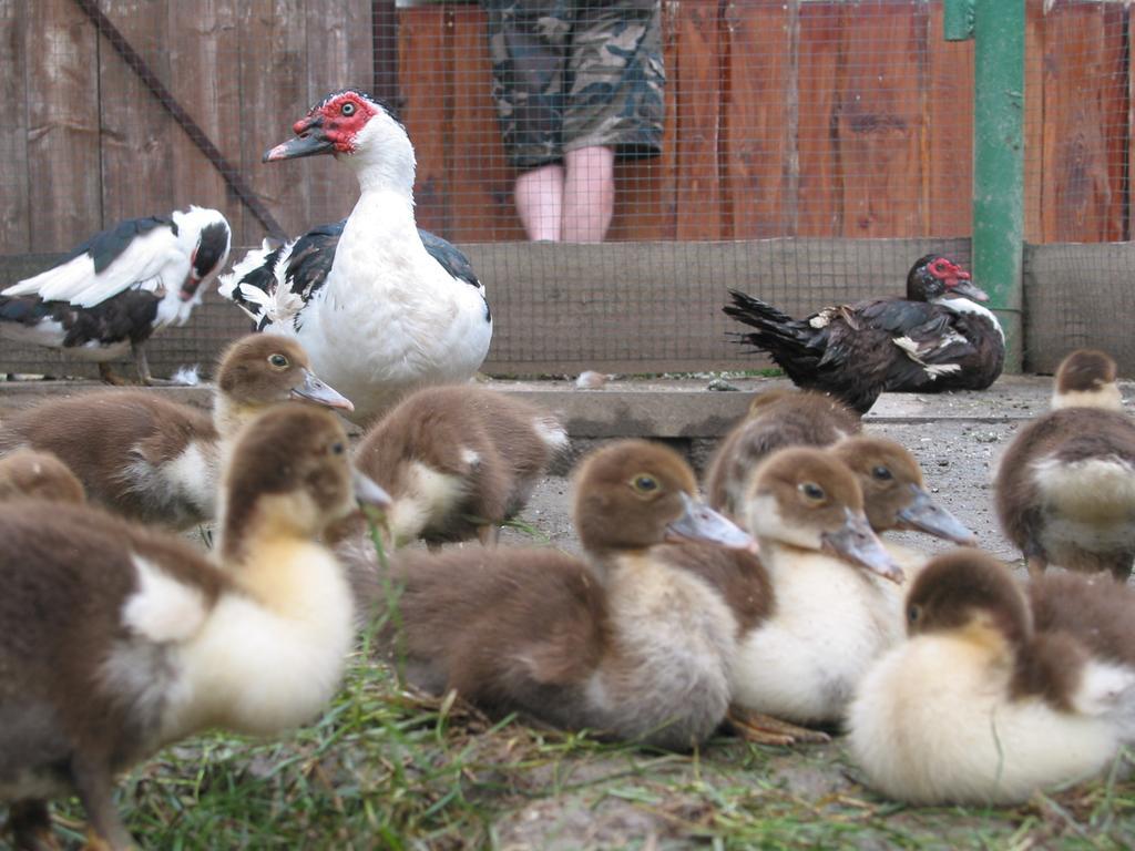 ZOOPARK Zelčín Vila Mělník Exterior foto
